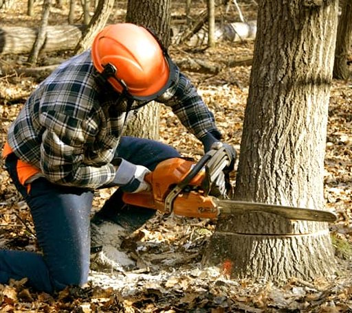 Tree Removal in Nebo, WV